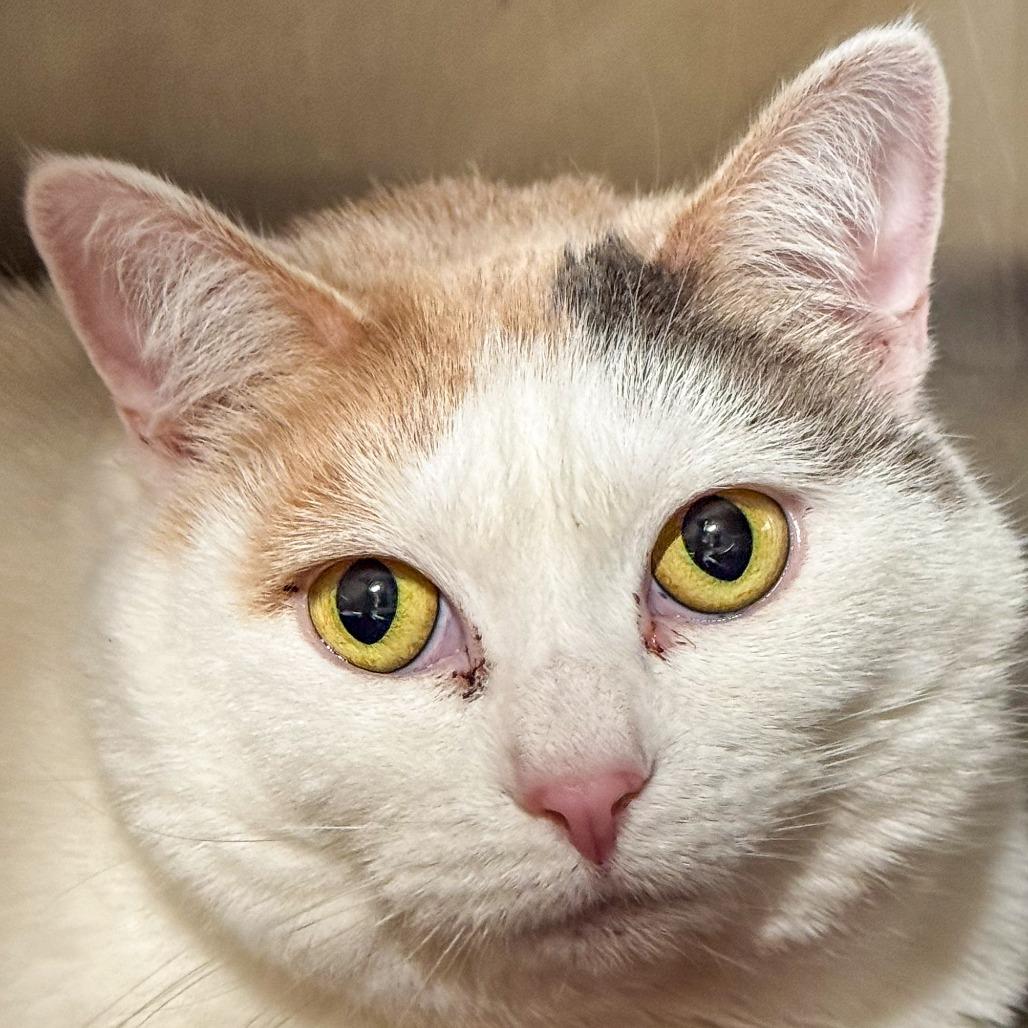 Enlarge Sophie, a Adoptable Domestic Short Hair in Kennebunk, ME image 4/6