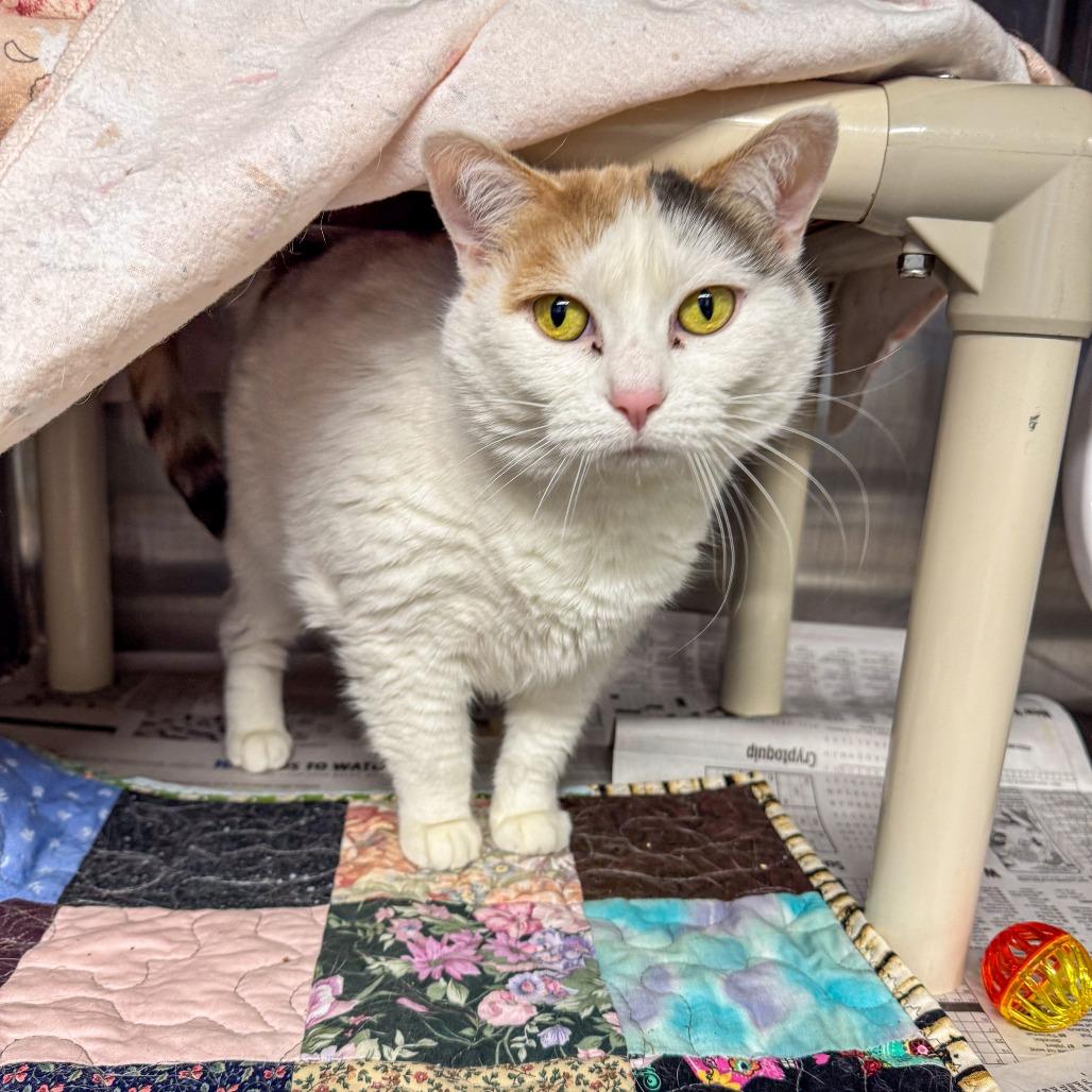 Enlarge Sophie, a Adoptable Domestic Short Hair in Kennebunk, ME image 5/6