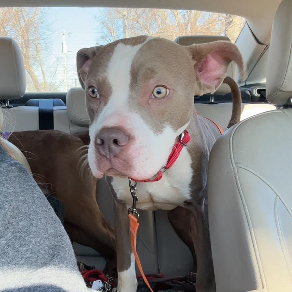 Enlarge Packer, a Adoptable Mixed Breed in Pittsburg, KS image 1/5