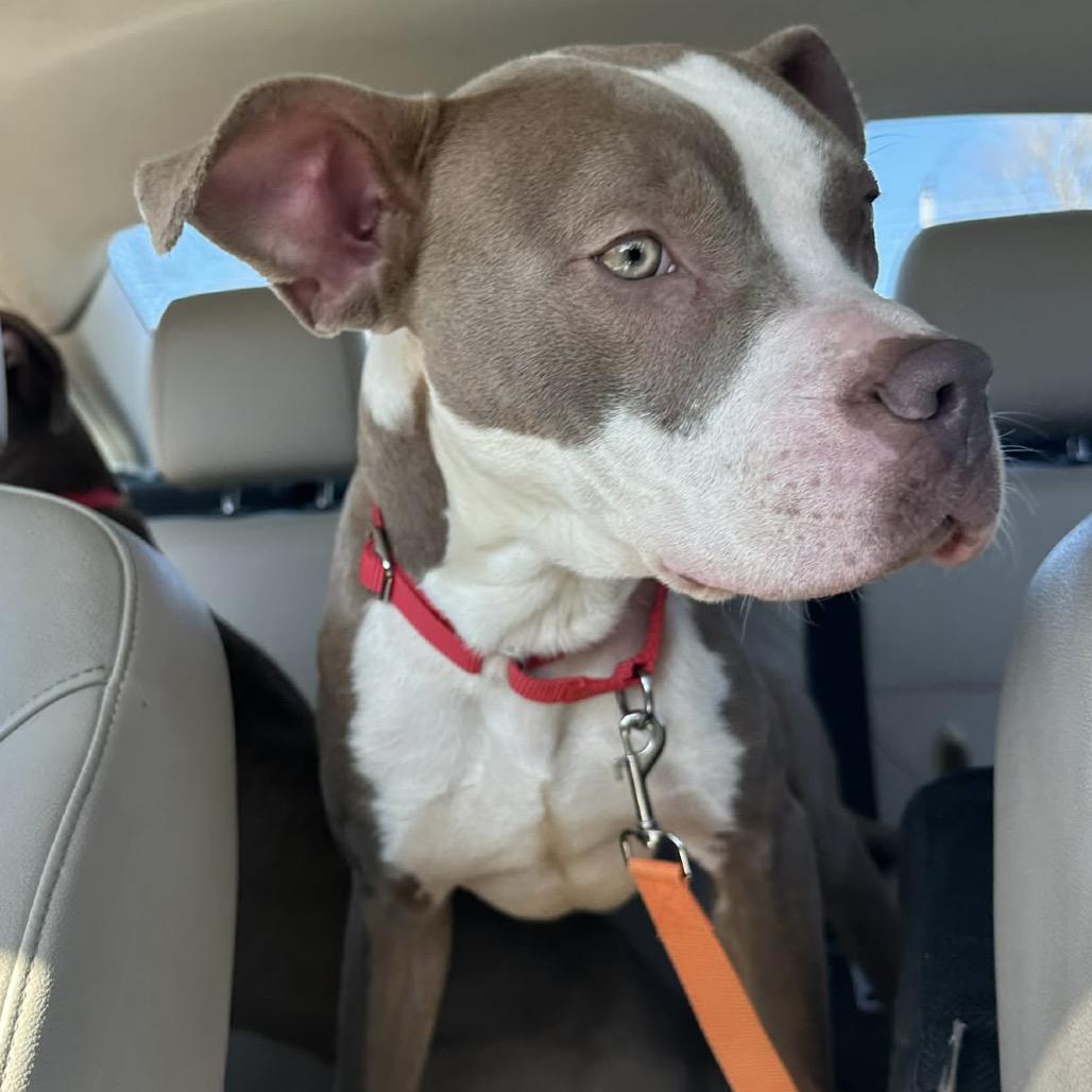 Enlarge Packer, a Adoptable Mixed Breed in Pittsburg, KS image 2/5