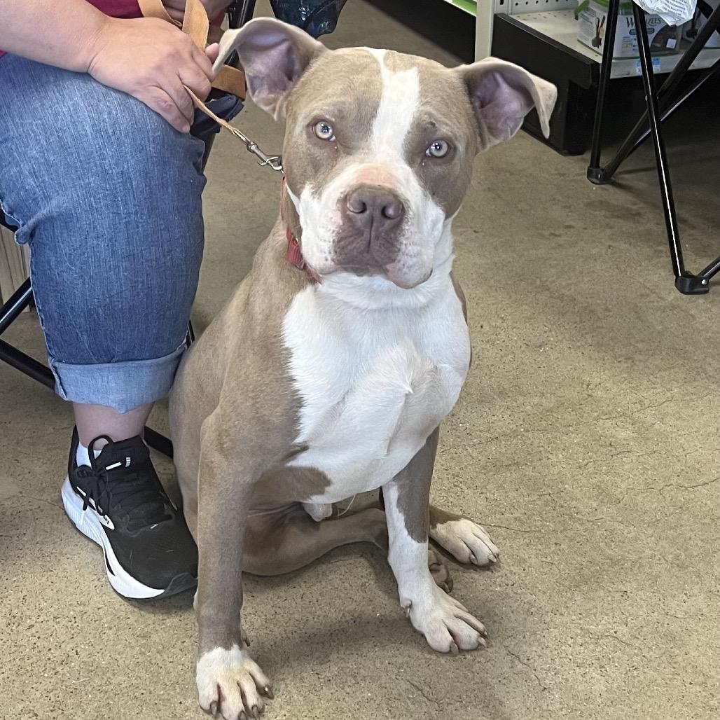 Enlarge Packer, a Adoptable Mixed Breed in Pittsburg, KS image 3/5