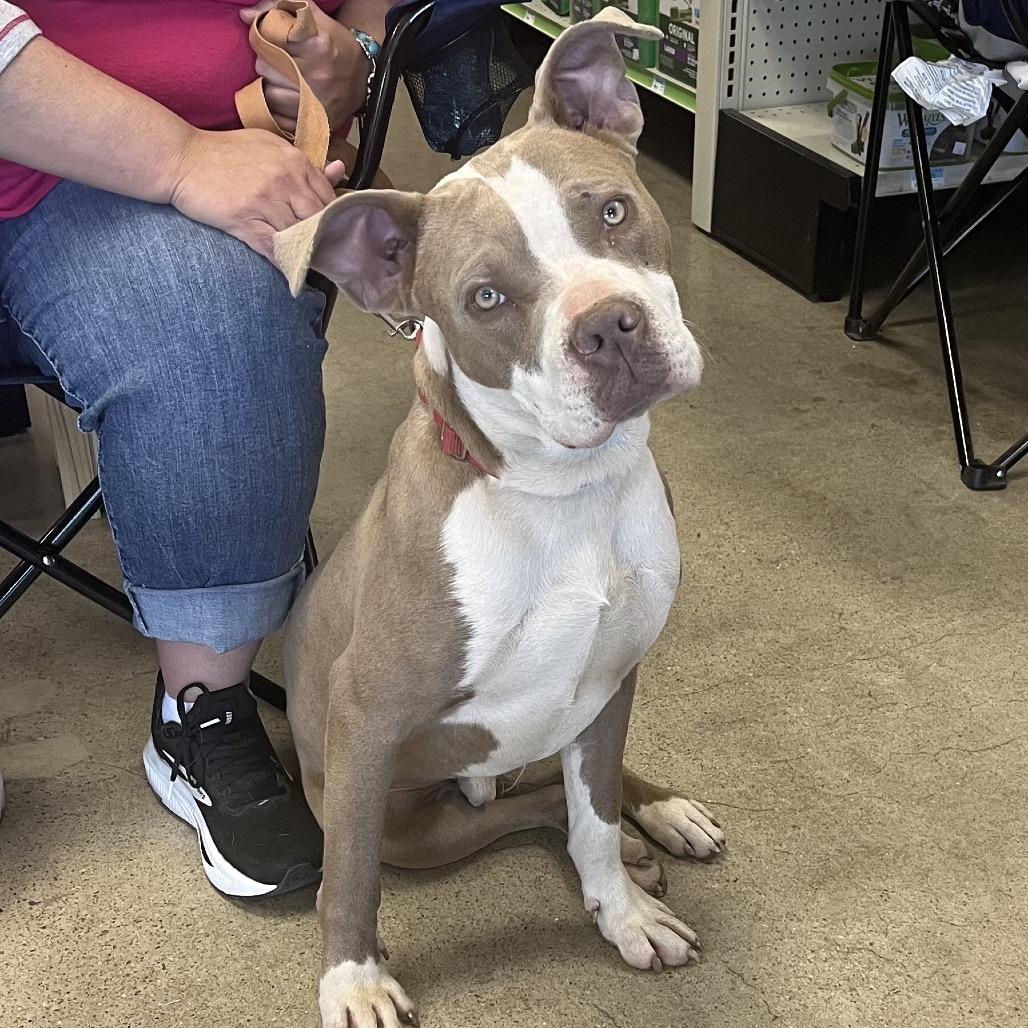 Enlarge Packer, a Adoptable Mixed Breed in Pittsburg, KS image 4/5