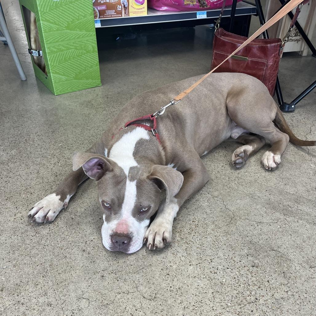 Enlarge Packer, a Adoptable Mixed Breed in Pittsburg, KS image 5/5