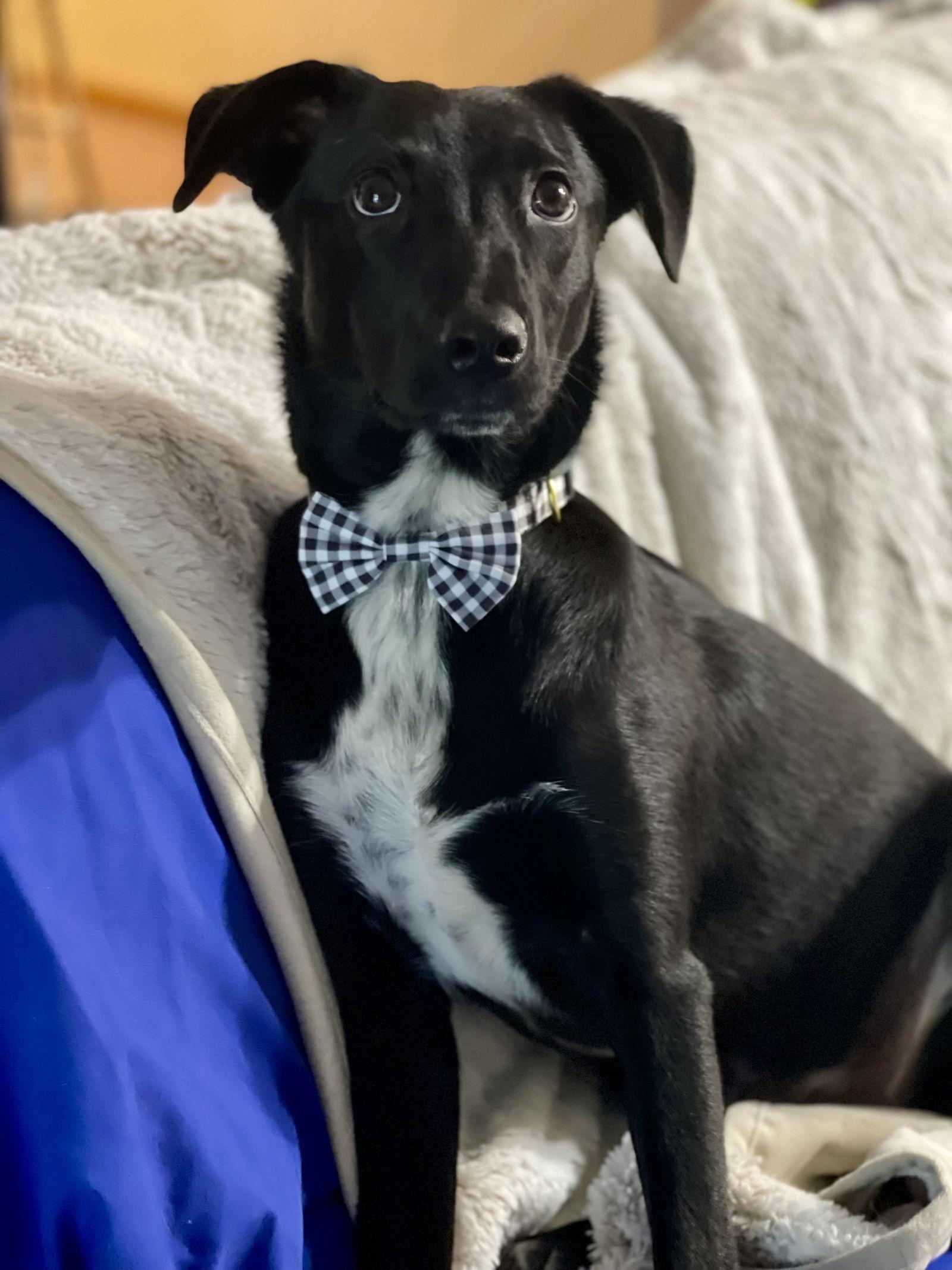Quentin, Adopted, Young Male Terrier & Border Collie.