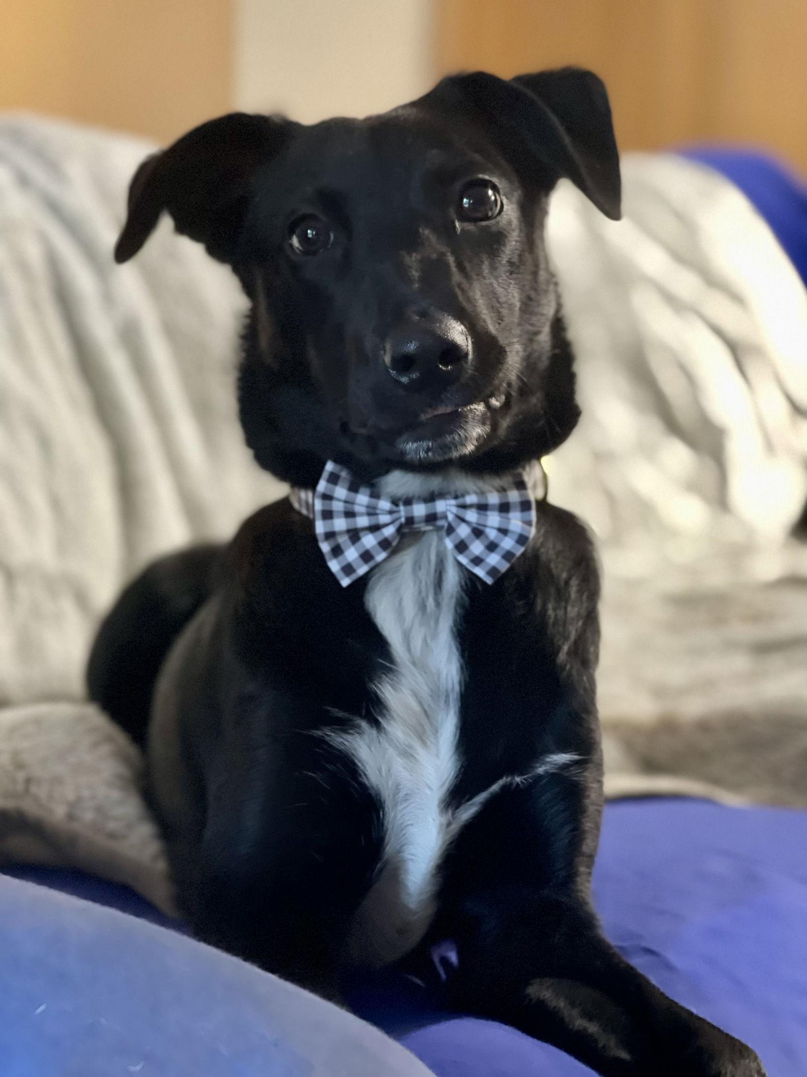 Enlarge Quentin, a Adopted mixed breed in Barnhart, MO image 2/3