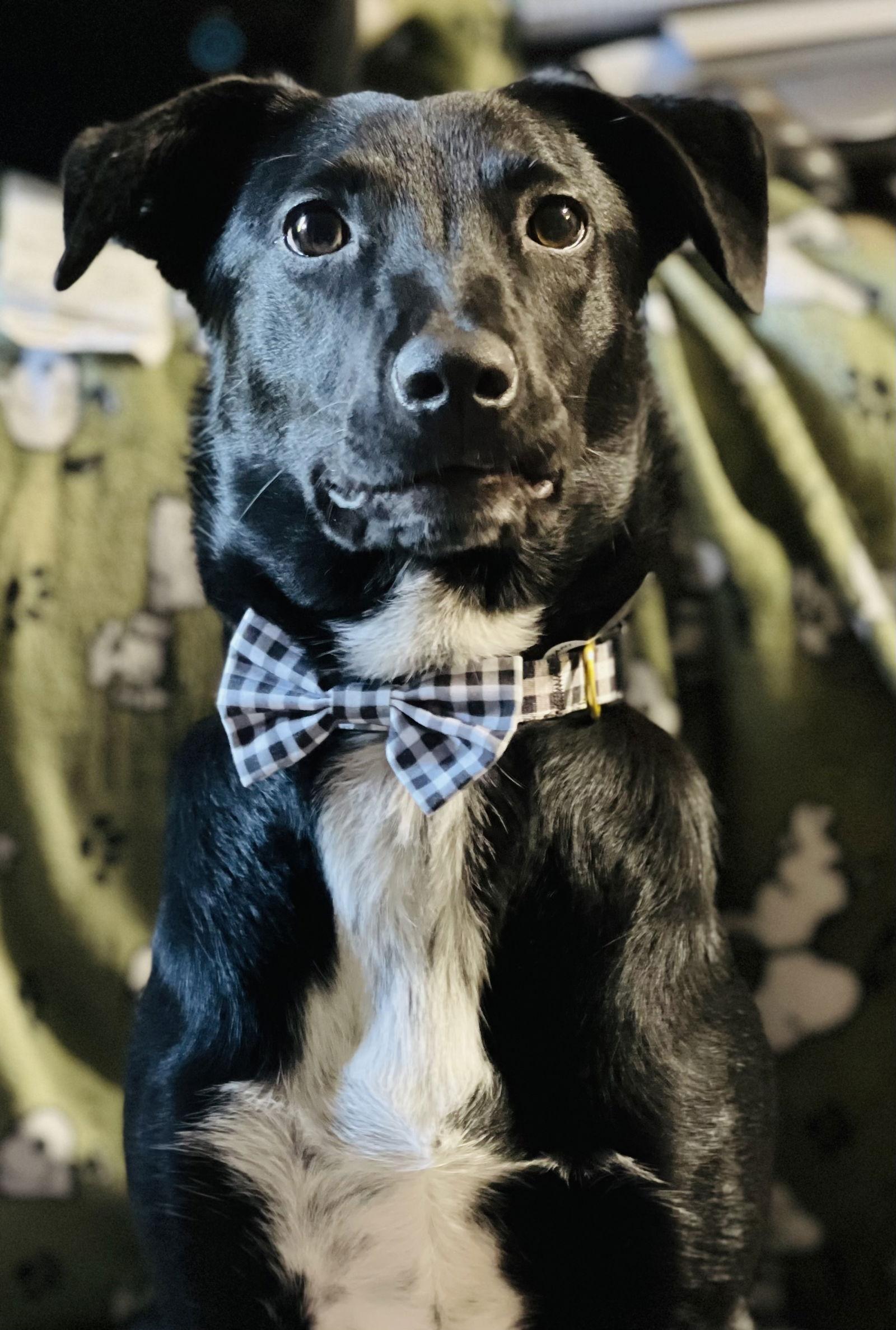 Enlarge Quentin, a Adopted mixed breed in Barnhart, MO image 3/3