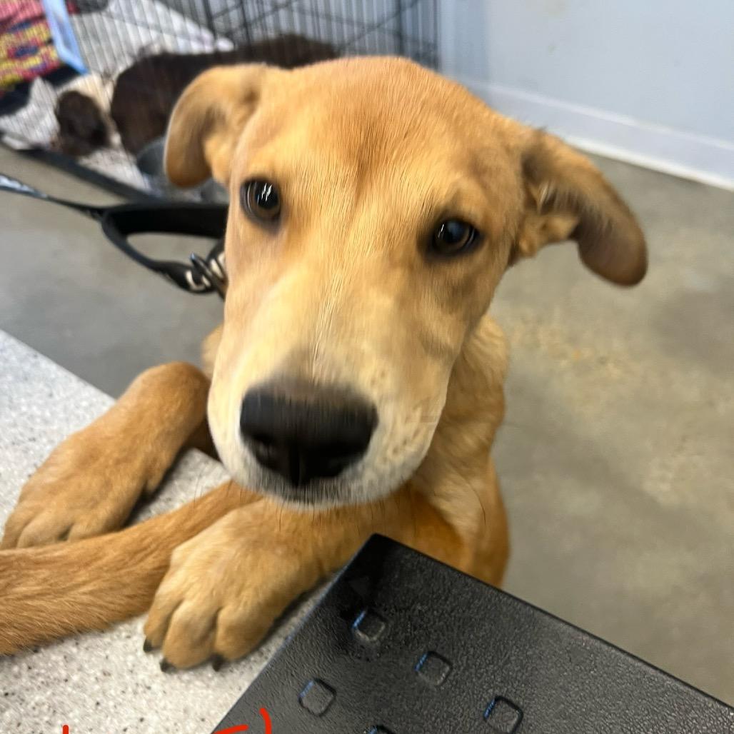 Enlarge Thomas, a Adoptable mixed breed in Marshall, TX image 1/1