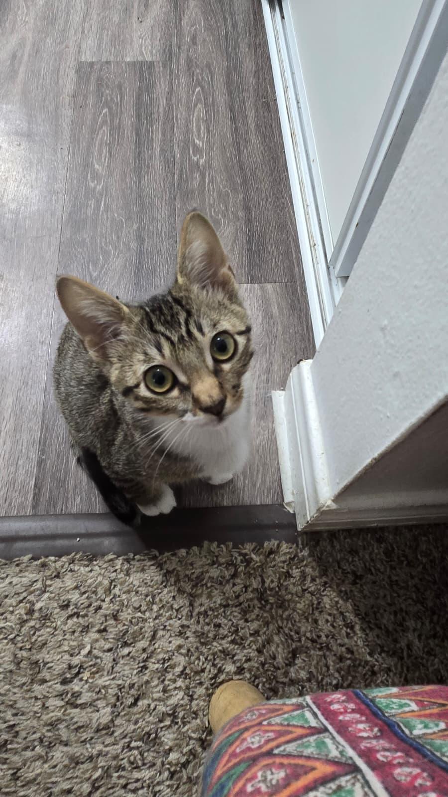 Enlarge MARTY, a Adoptable Domestic Short Hair in Santa Ana, CA image 1/4