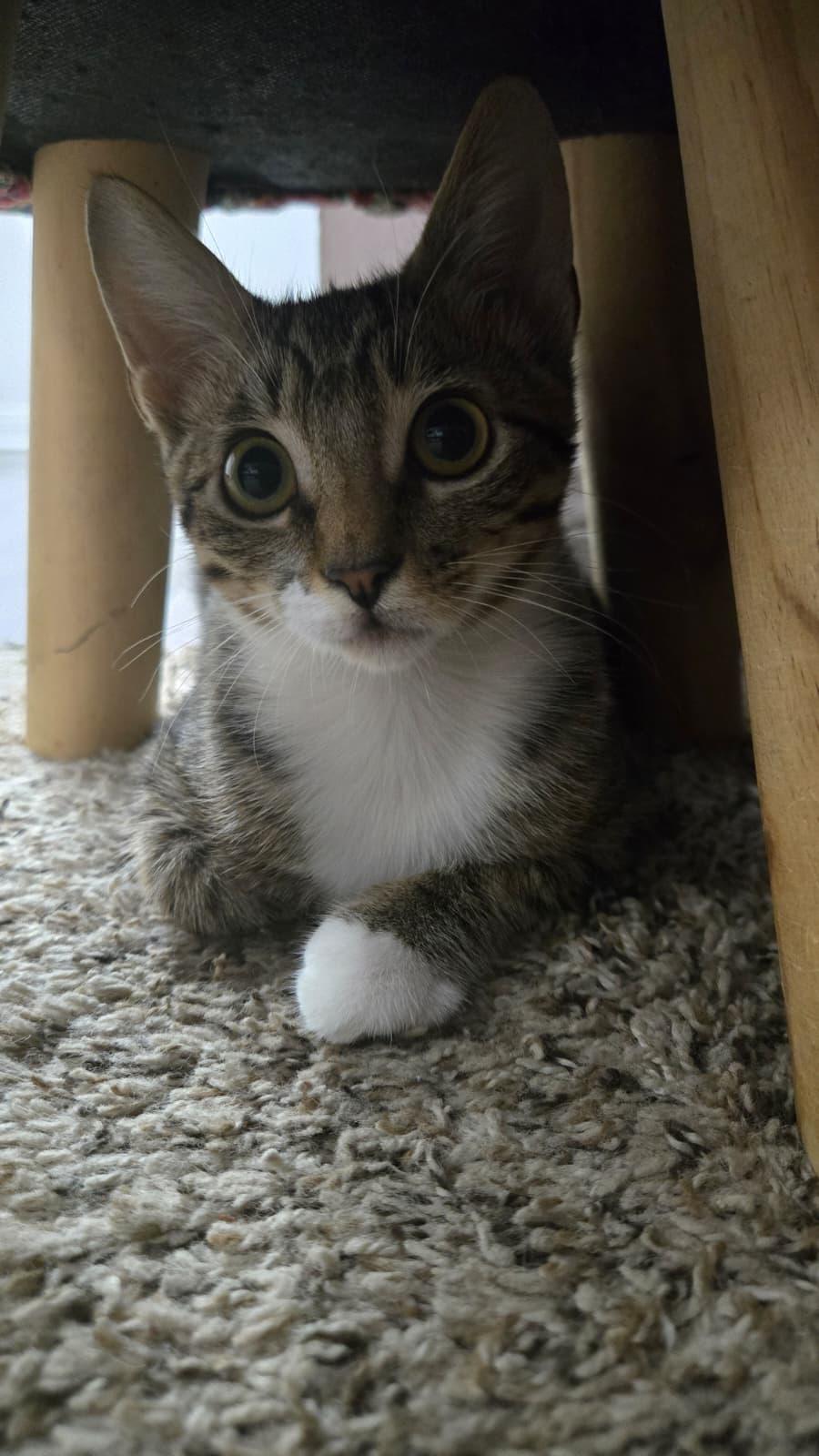 Enlarge MARTY, a Adoptable Domestic Short Hair in Santa Ana, CA image 2/4