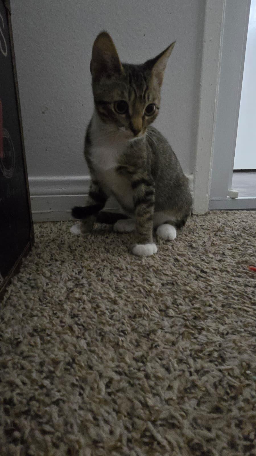 Enlarge MARTY, a Adoptable Domestic Short Hair in Santa Ana, CA image 3/4