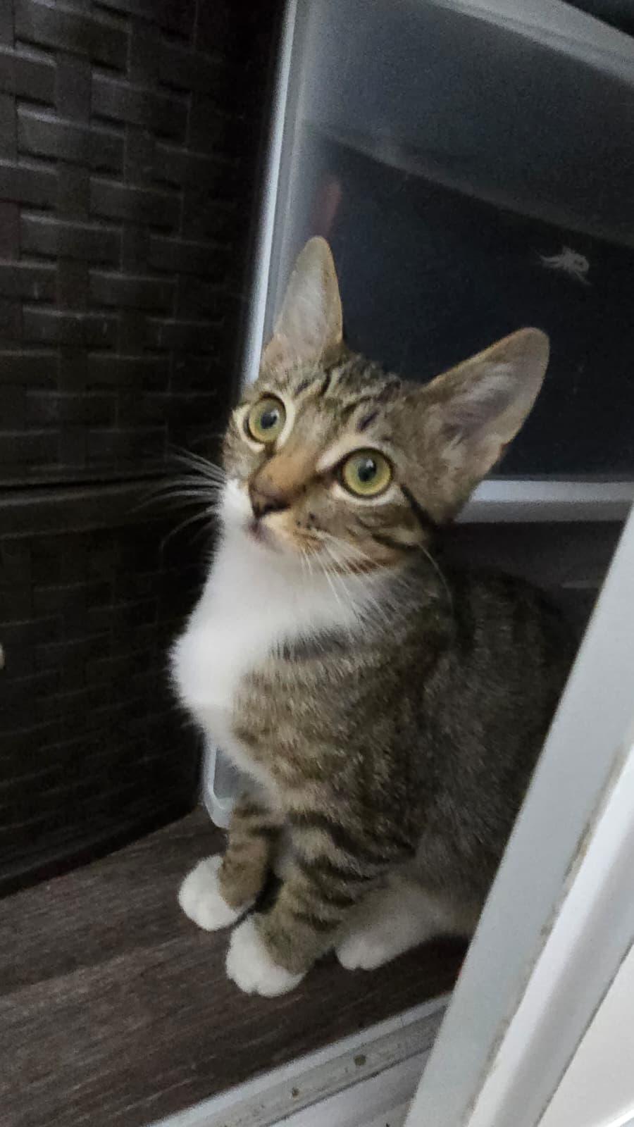 Enlarge MARTY, a Adoptable Domestic Short Hair in Santa Ana, CA image 4/4