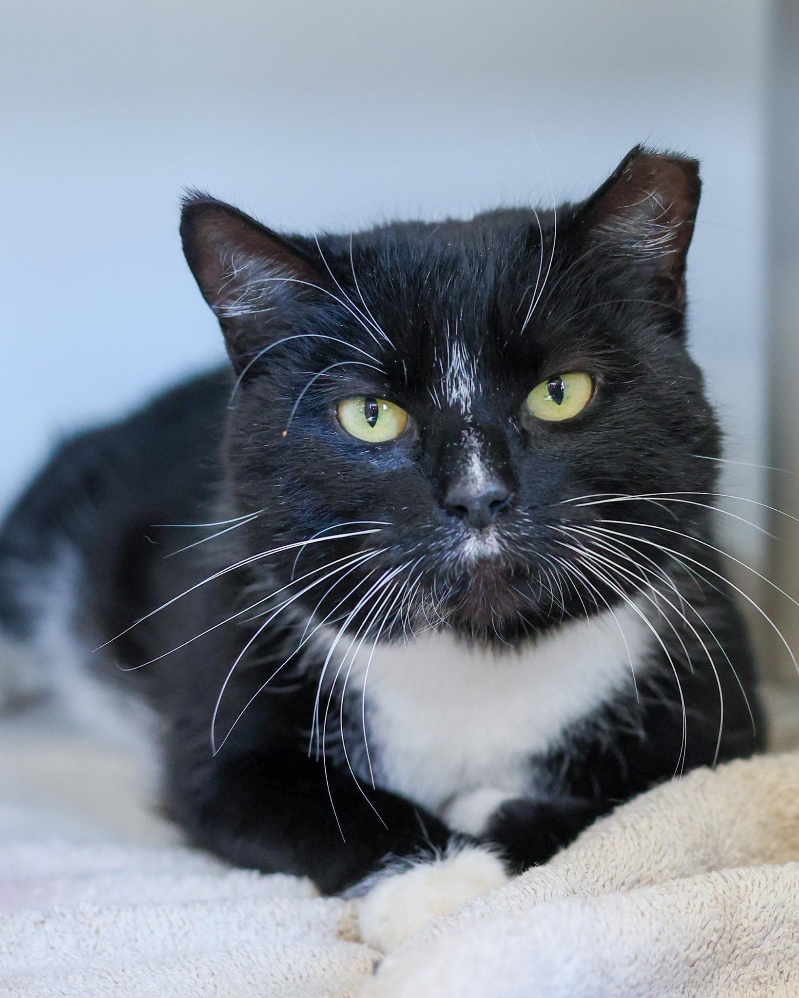 Enlarge COWBELL (0373), a ADOPTABLE mixed breed in Bridgeport, CT image 1/1