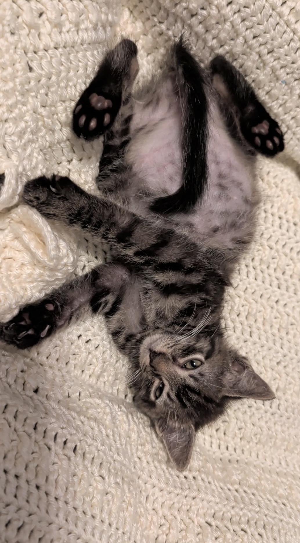 Bell, a ADOPTABLE Tabby in Mechanicsburg, PA image 3/4