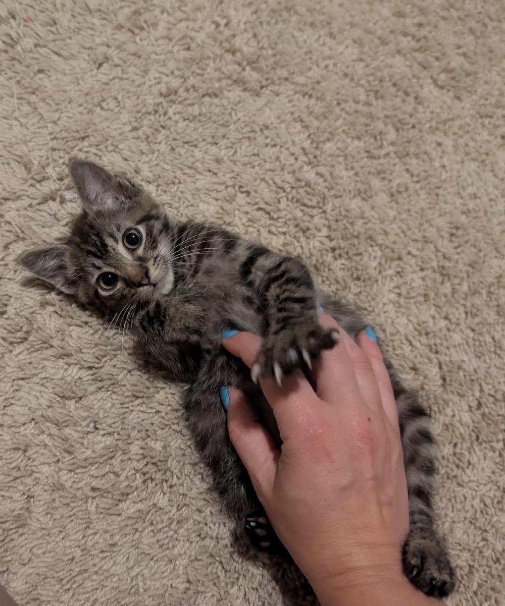 Bell, a ADOPTABLE Tabby in Mechanicsburg, PA image 1/4