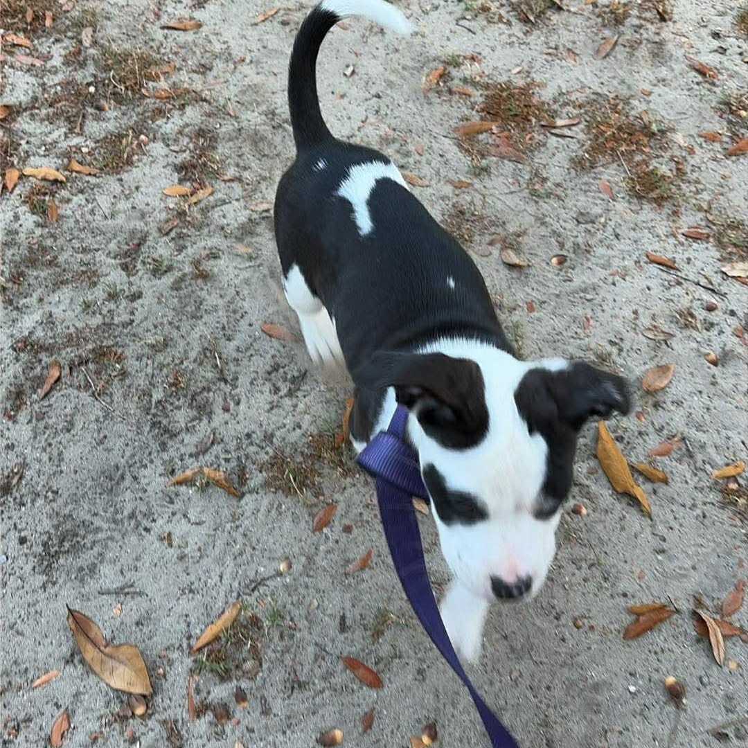 Enlarge Arty, an adopted Mixed Breed in Wando, SC image 2/6