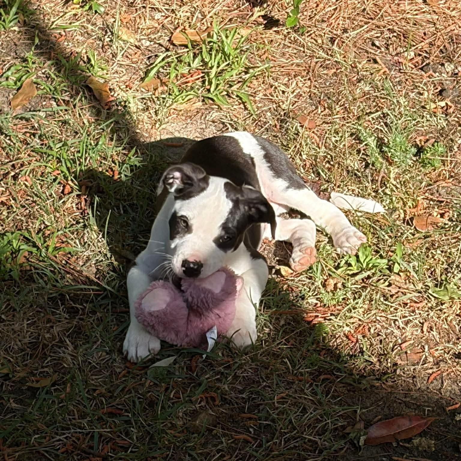 Enlarge Arty, an adopted Mixed Breed in Wando, SC image 4/6