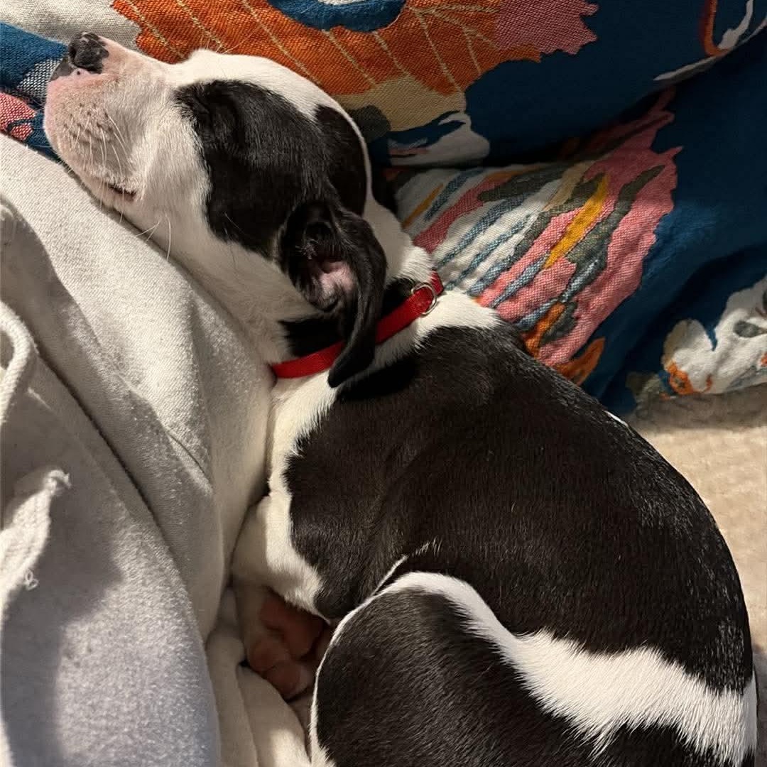 Enlarge Arty, an adopted Mixed Breed in Wando, SC image 3/6