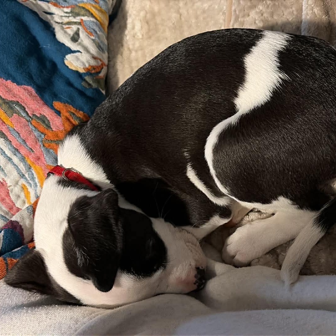 Enlarge Arty, an adopted Mixed Breed in Wando, SC image 5/6