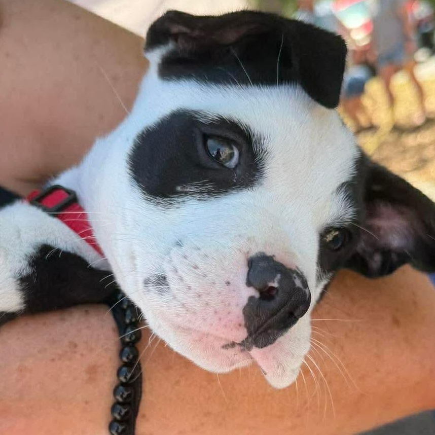 Enlarge Arty, an adopted Mixed Breed in Wando, SC image 6/6