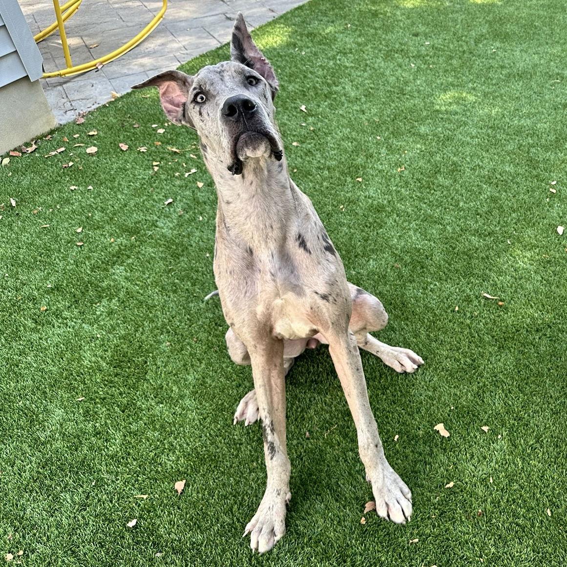 Regan, Adoptable, Adult Female Great Dane.