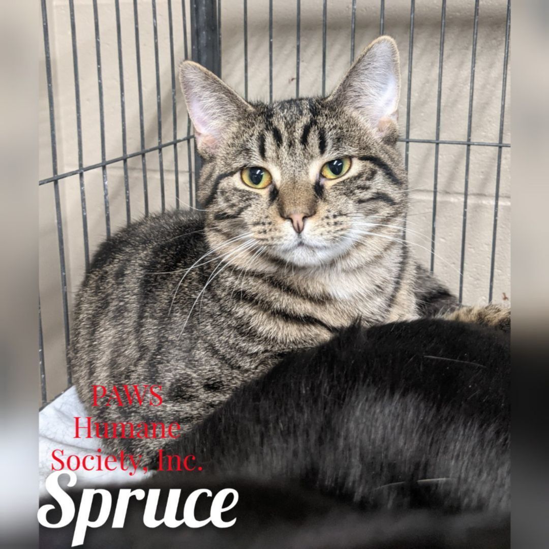 Spruce, a Adoptable Tabby in Wilmington, OH image 6/7