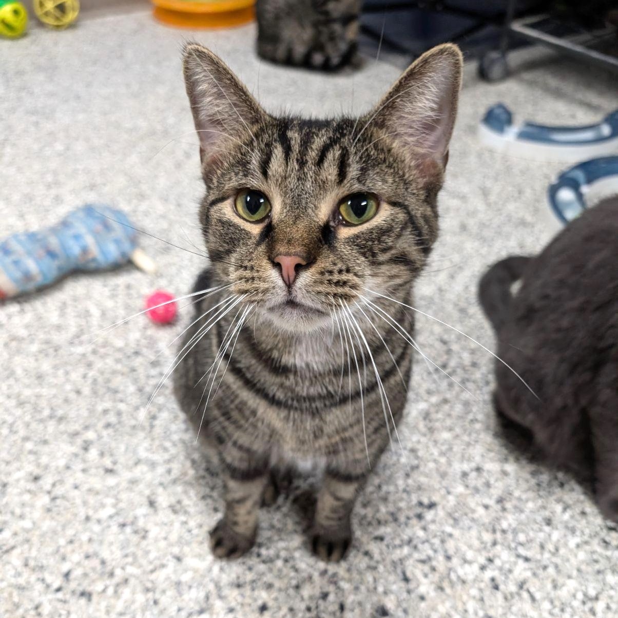 Spruce, Adoptable, Adult Male Tabby.