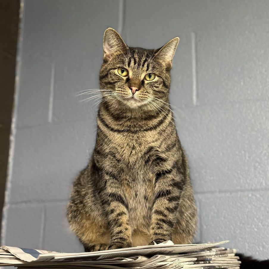 Spruce, a Adoptable Tabby in Wilmington, OH image 5/7