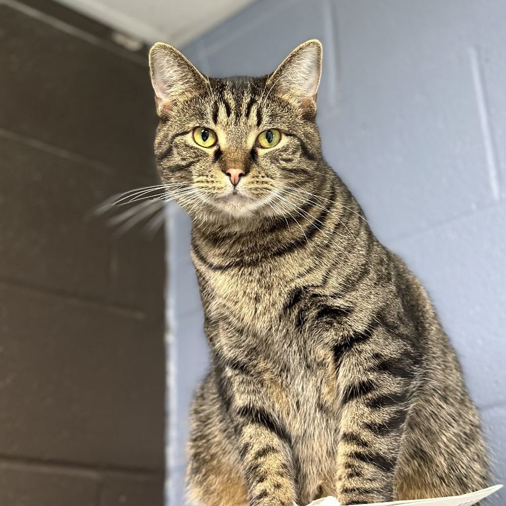 Enlarge Spruce, a Adoptable Tabby in Wilmington, OH image 7/7