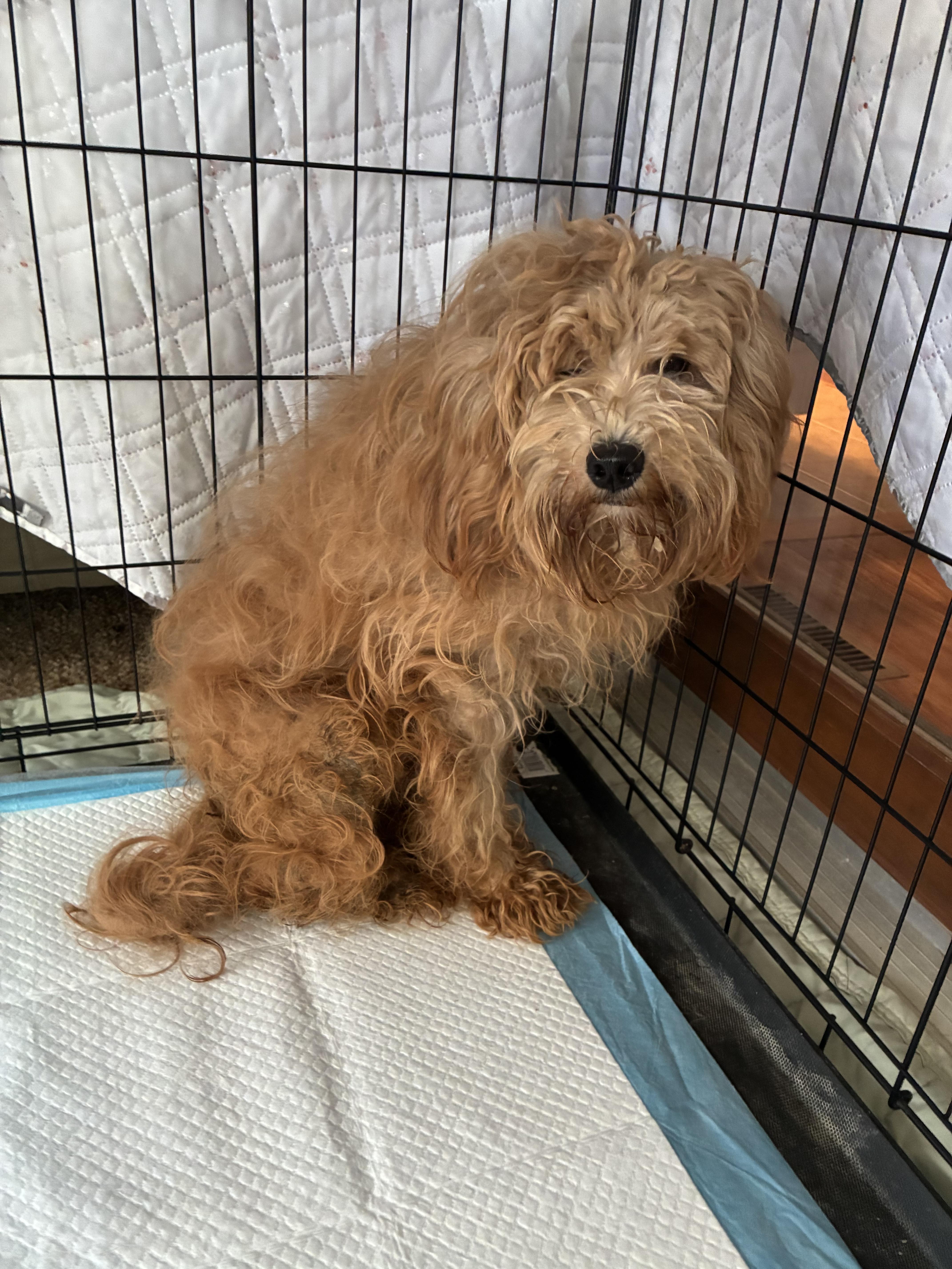 Enlarge Murphy , a ADOPTABLE mixed breed in Saint Louis, MO image 3/4