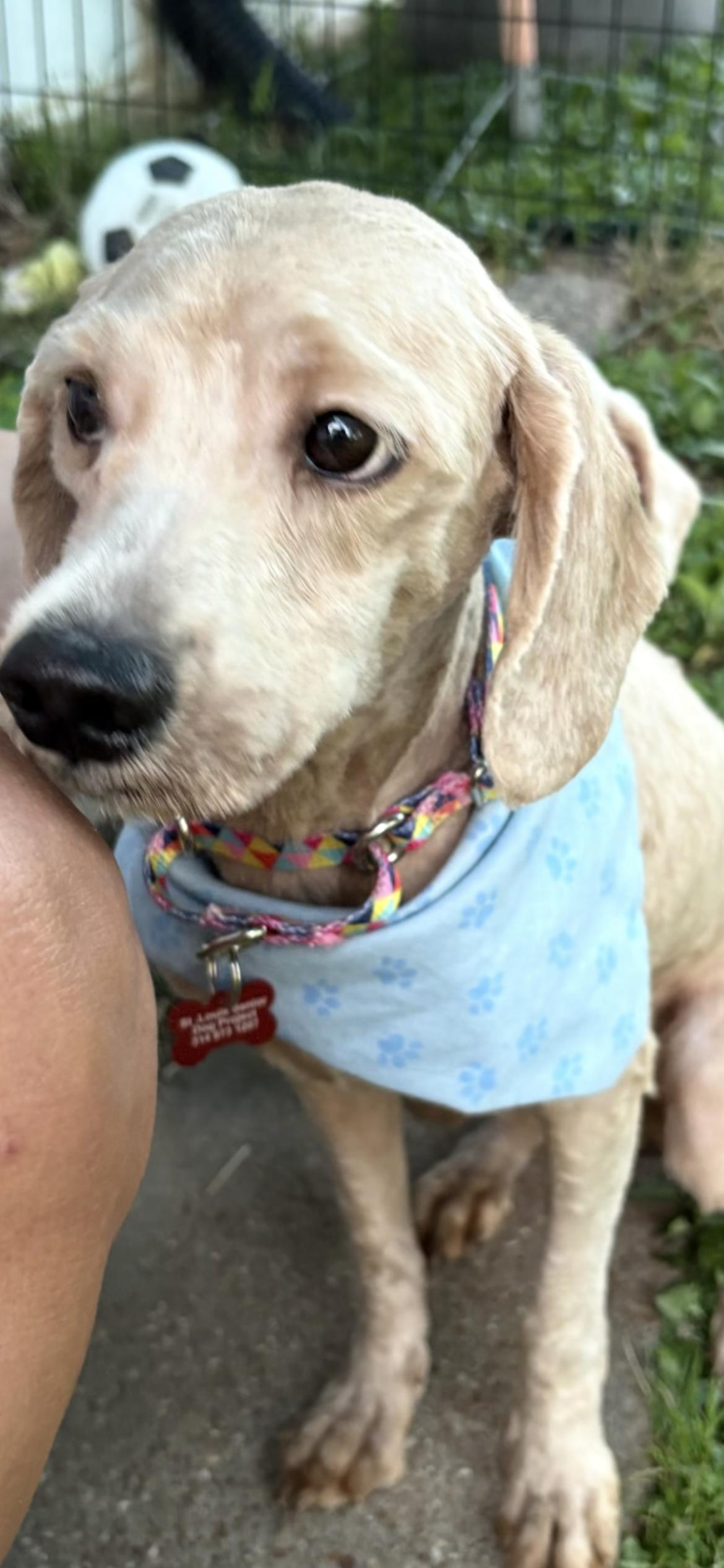 Enlarge Murphy , a ADOPTABLE mixed breed in Saint Louis, MO image 2/4