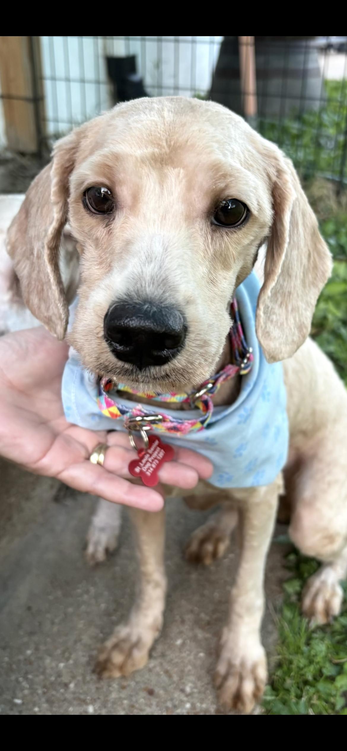 Enlarge Murphy , a ADOPTABLE mixed breed in Saint Louis, MO image 1/4