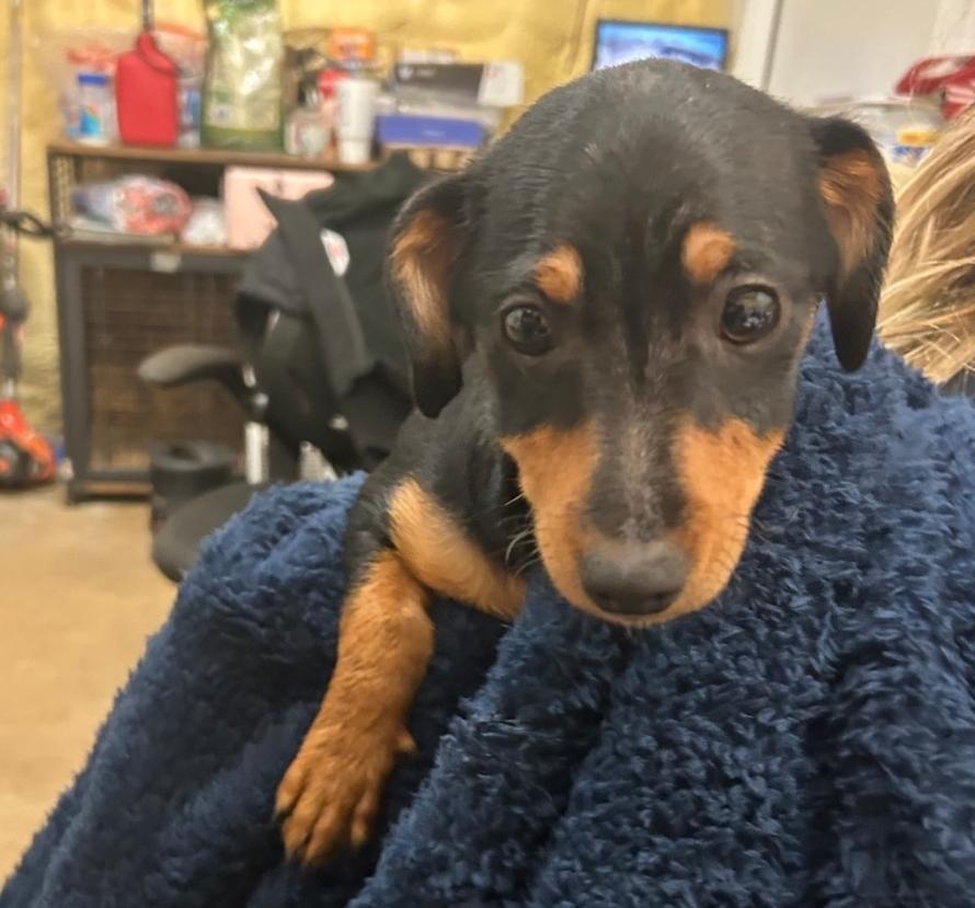 Enlarge Smalls , an adopted mixed breed in Plainfield, IL image 1/2