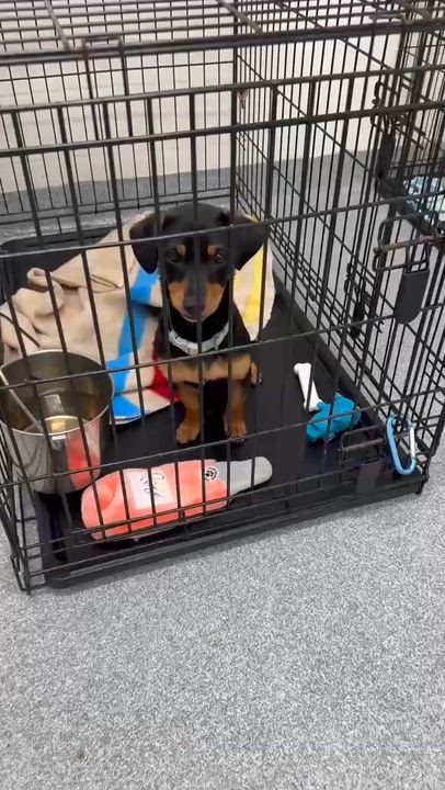 Enlarge Smalls , an adopted mixed breed in Plainfield, IL video 2/2