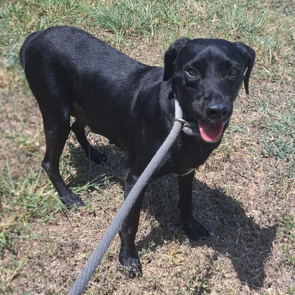 Luella, Adoptable, Adult Female Black Labrador Retriever.