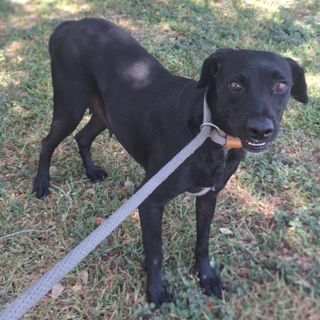 Enlarge Luella, a Adoptable Black Labrador Retriever in Corpus Christi, TX image 2/5
