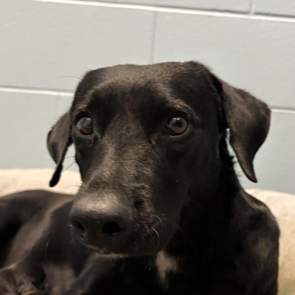 Enlarge Luella, a Adoptable Black Labrador Retriever in Corpus Christi, TX image 3/5