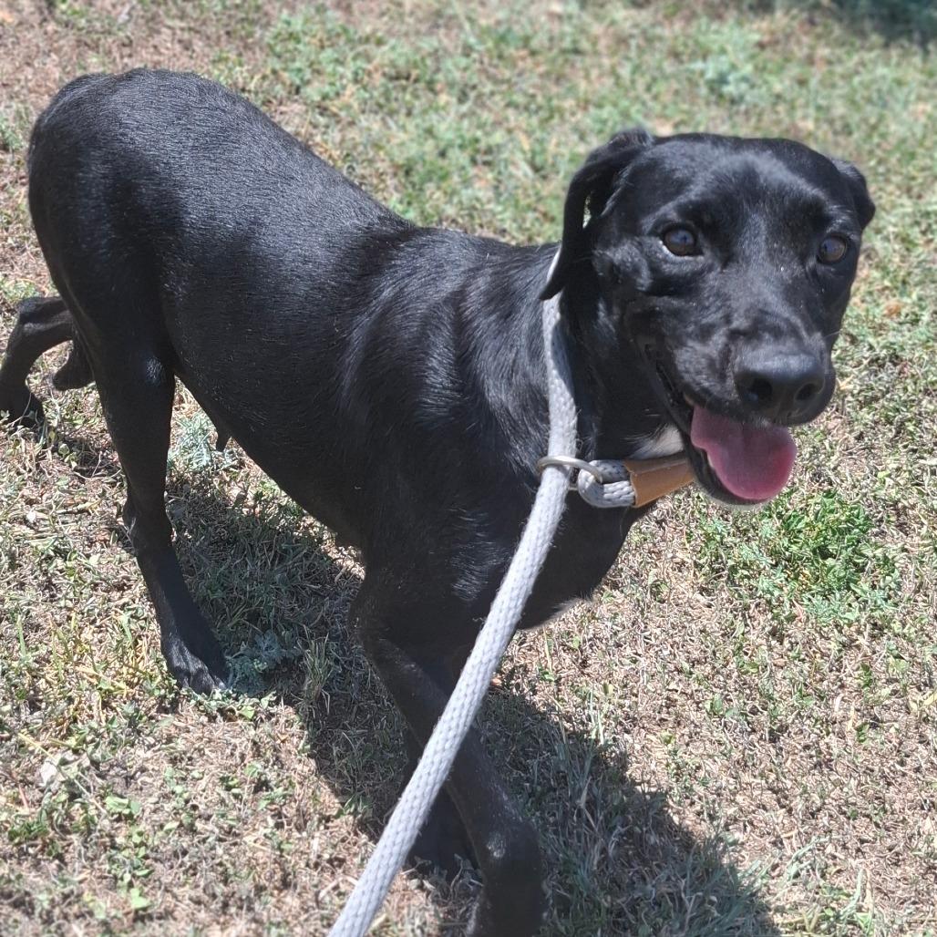 Enlarge Luella, a Adoptable Black Labrador Retriever in Corpus Christi, TX image 4/5
