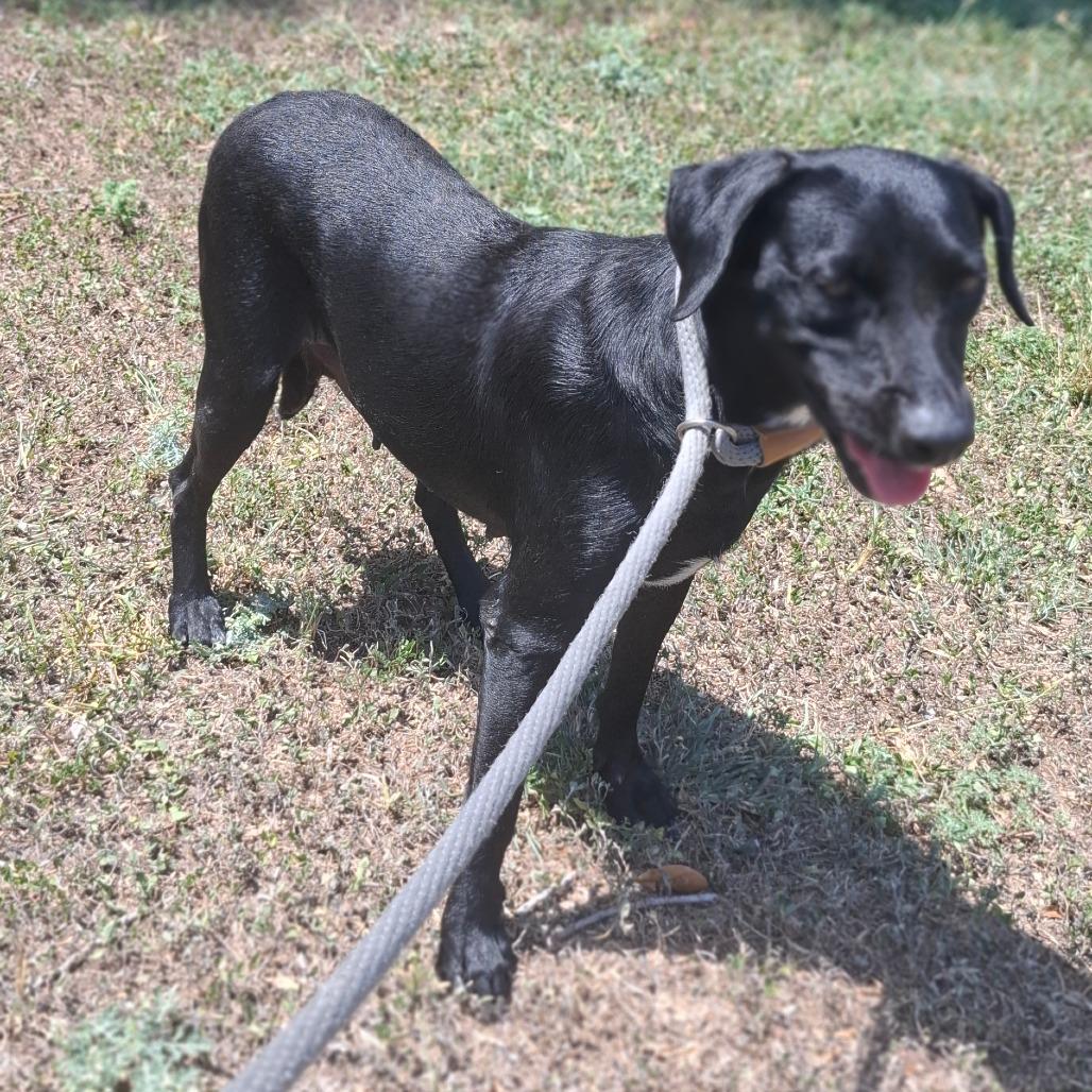 Enlarge Luella, a Adoptable Black Labrador Retriever in Corpus Christi, TX image 5/5