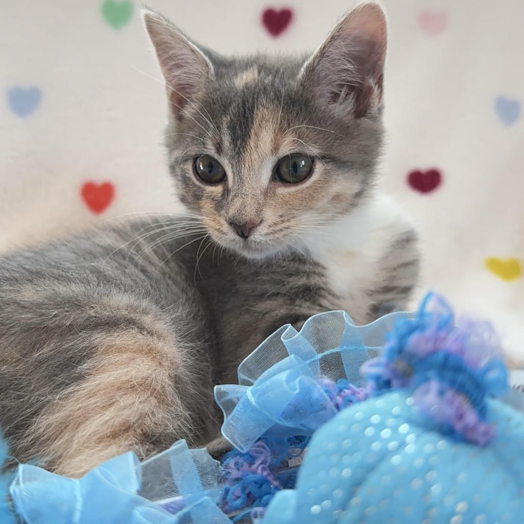 Ella, Adoptable, Kitten Female Domestic Short Hair & Domestic Short Hair.