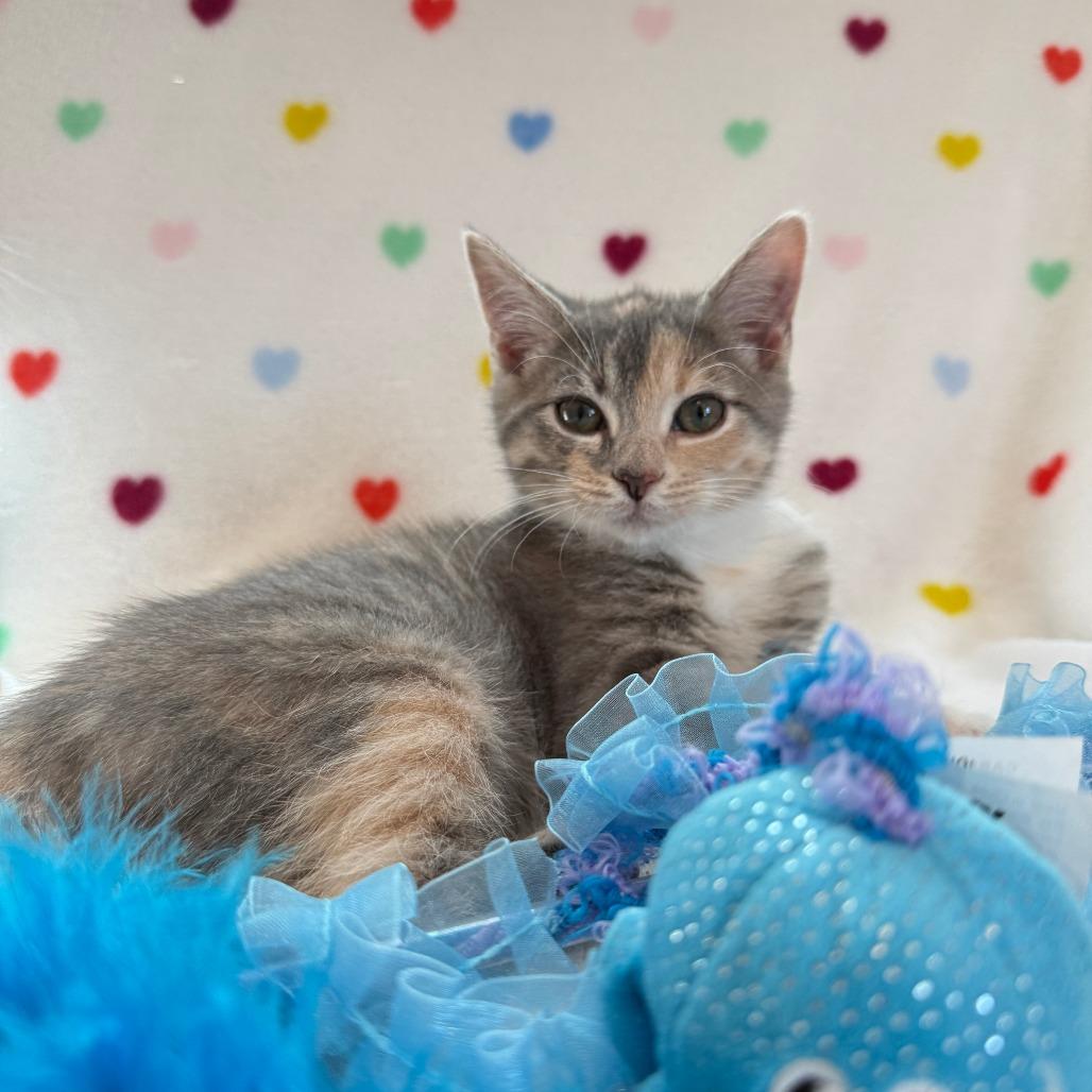 Ella, a Adoptable mixed breed in Richmond, VA image 4/6