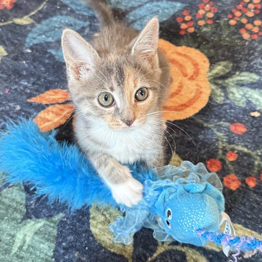 Ella, a Adoptable mixed breed in Richmond, VA image 5/6