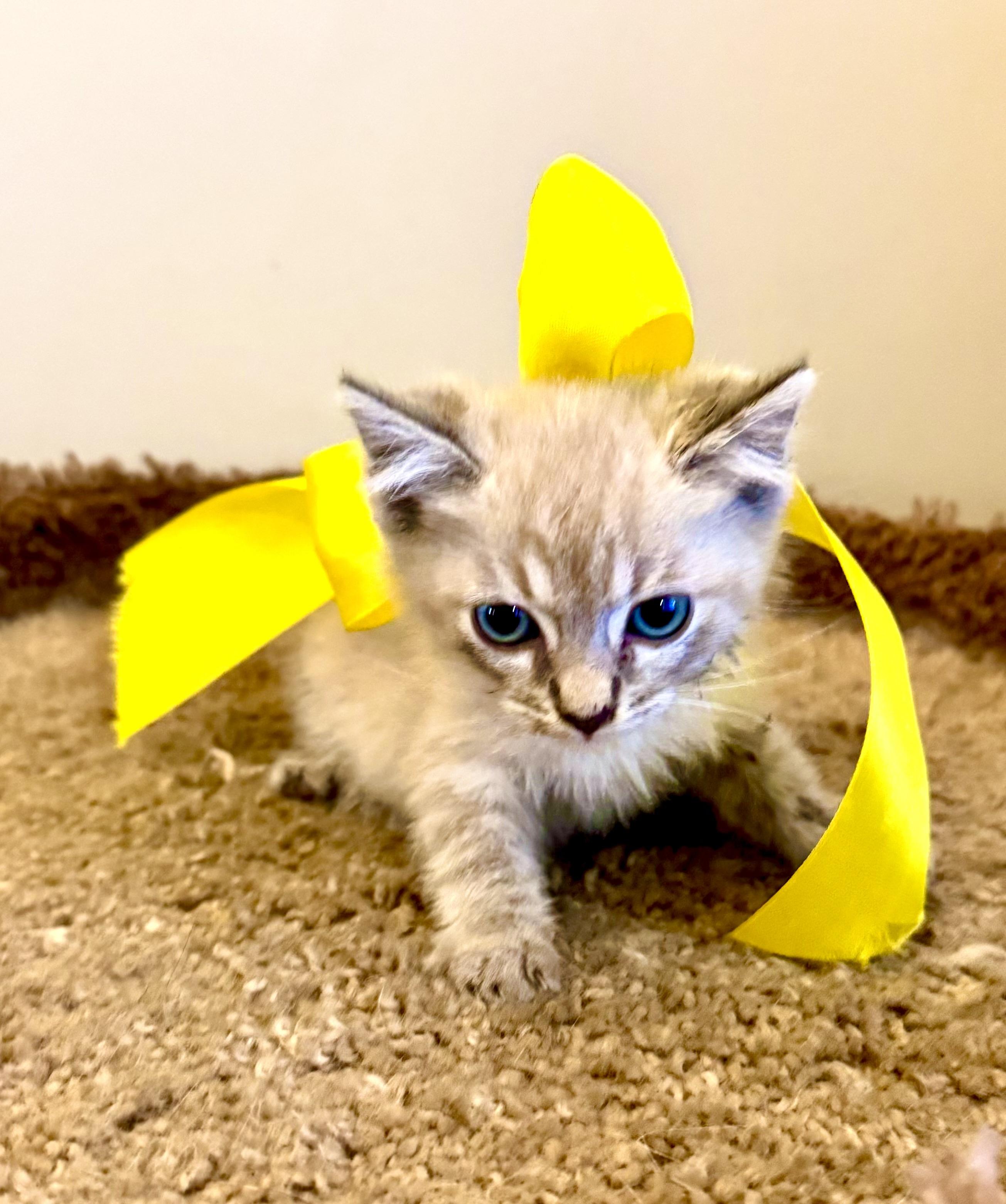 BENY, Adopted, Kitten Male Birman.