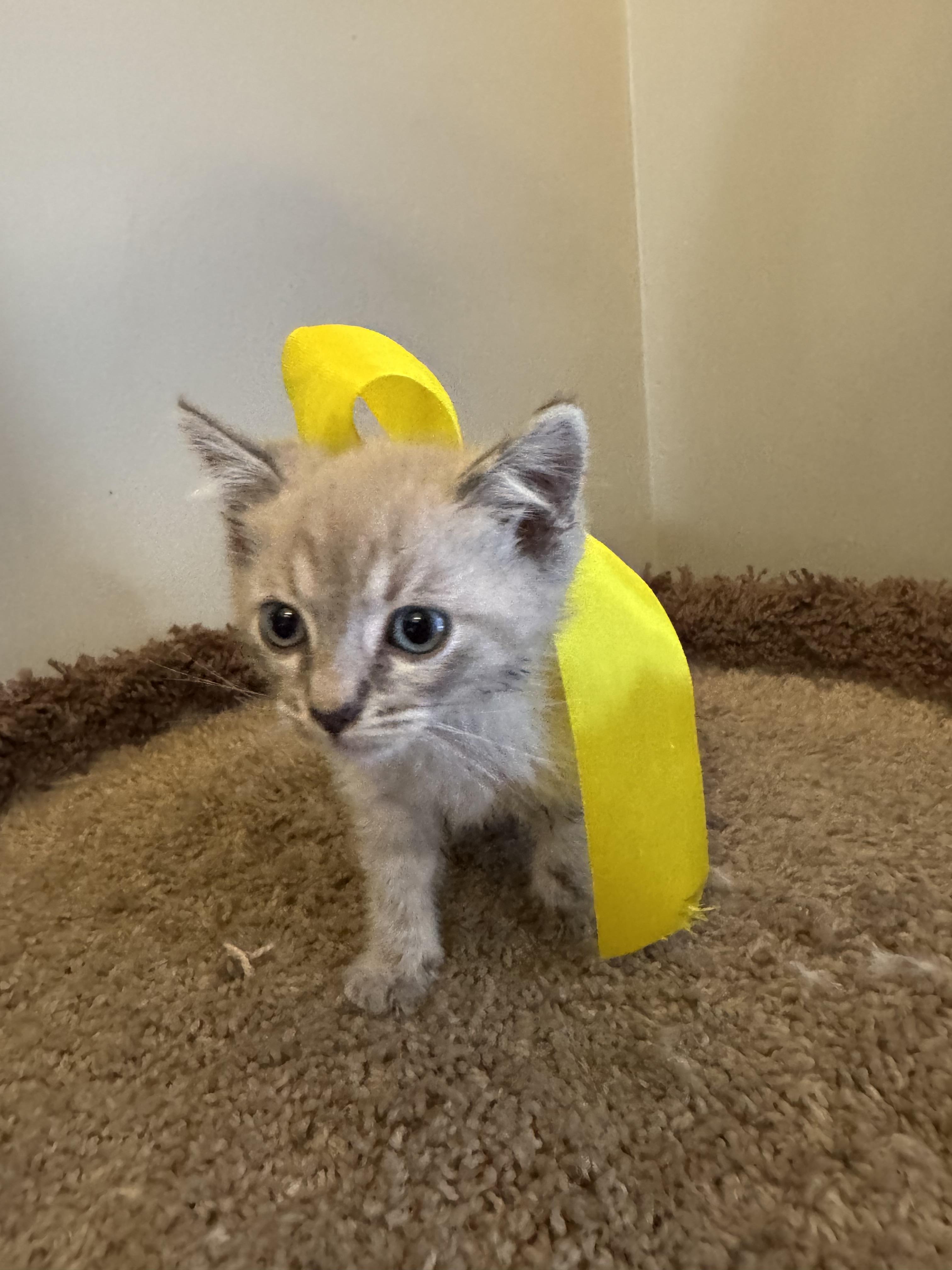Enlarge BENY, a Adopted Birman in Nogales, SON image 2/6
