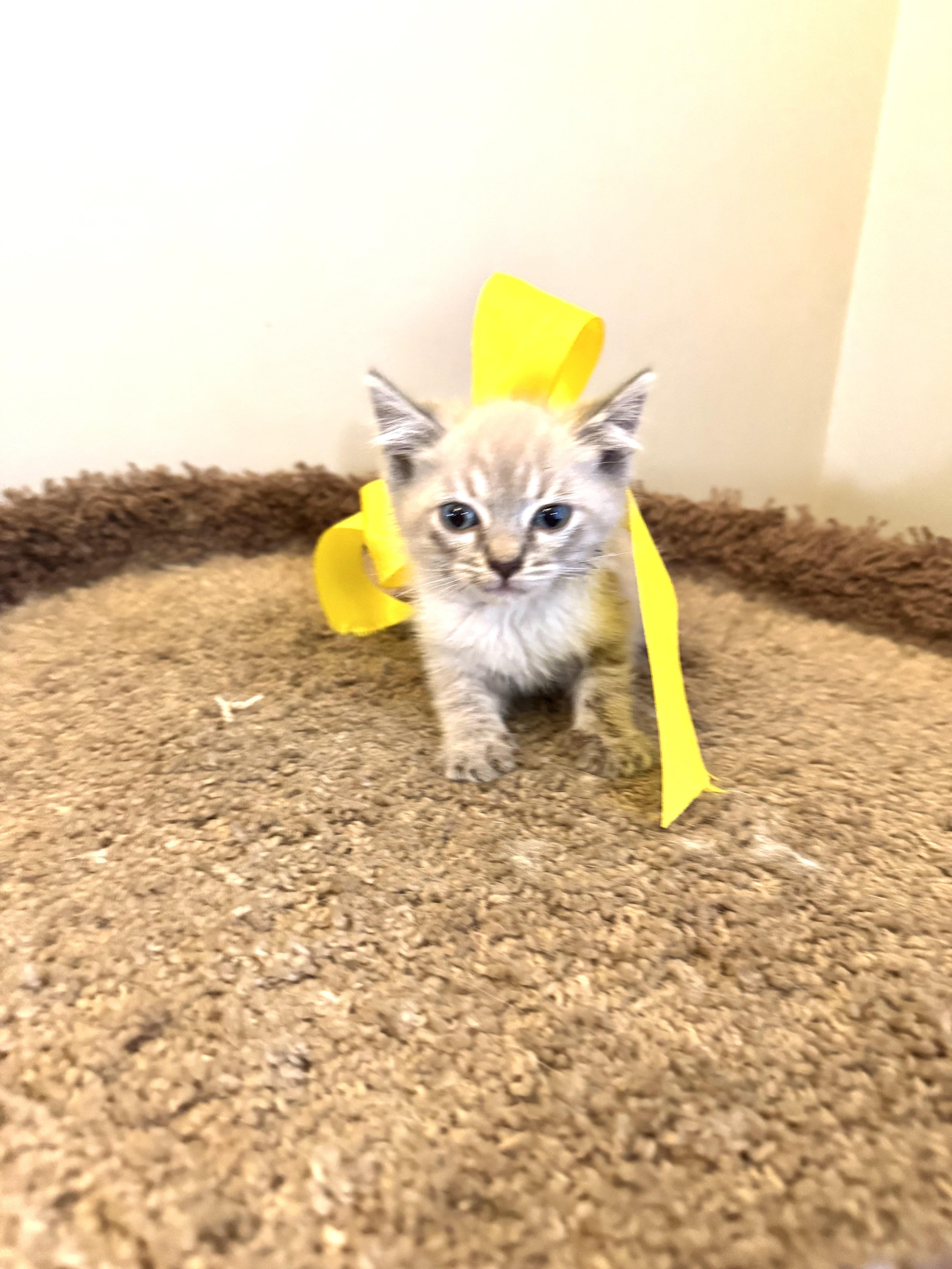Enlarge BENY, a Adopted Birman in Nogales, SON image 3/6