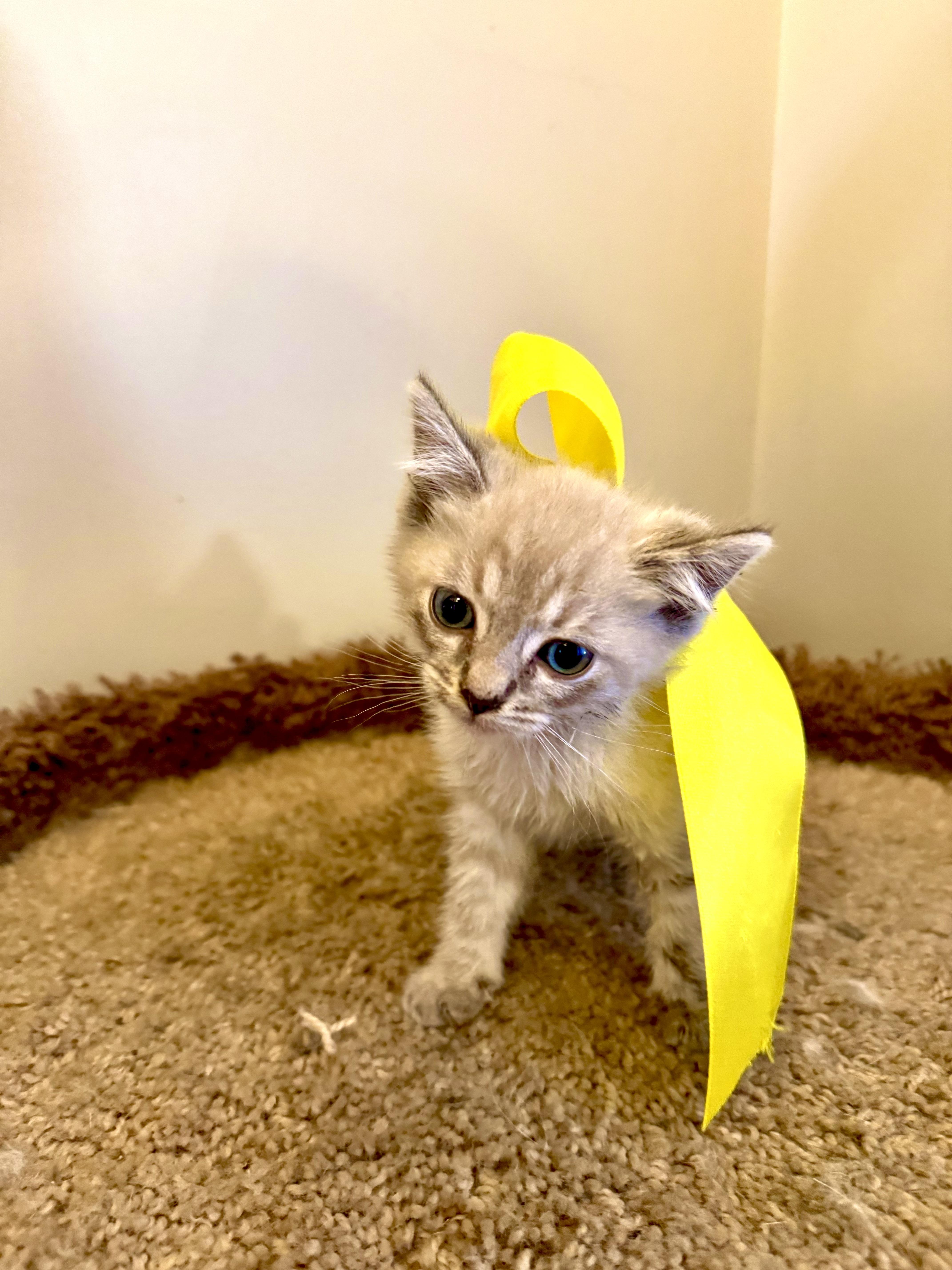 Enlarge BENY, a Adopted Birman in Nogales, SON image 4/6