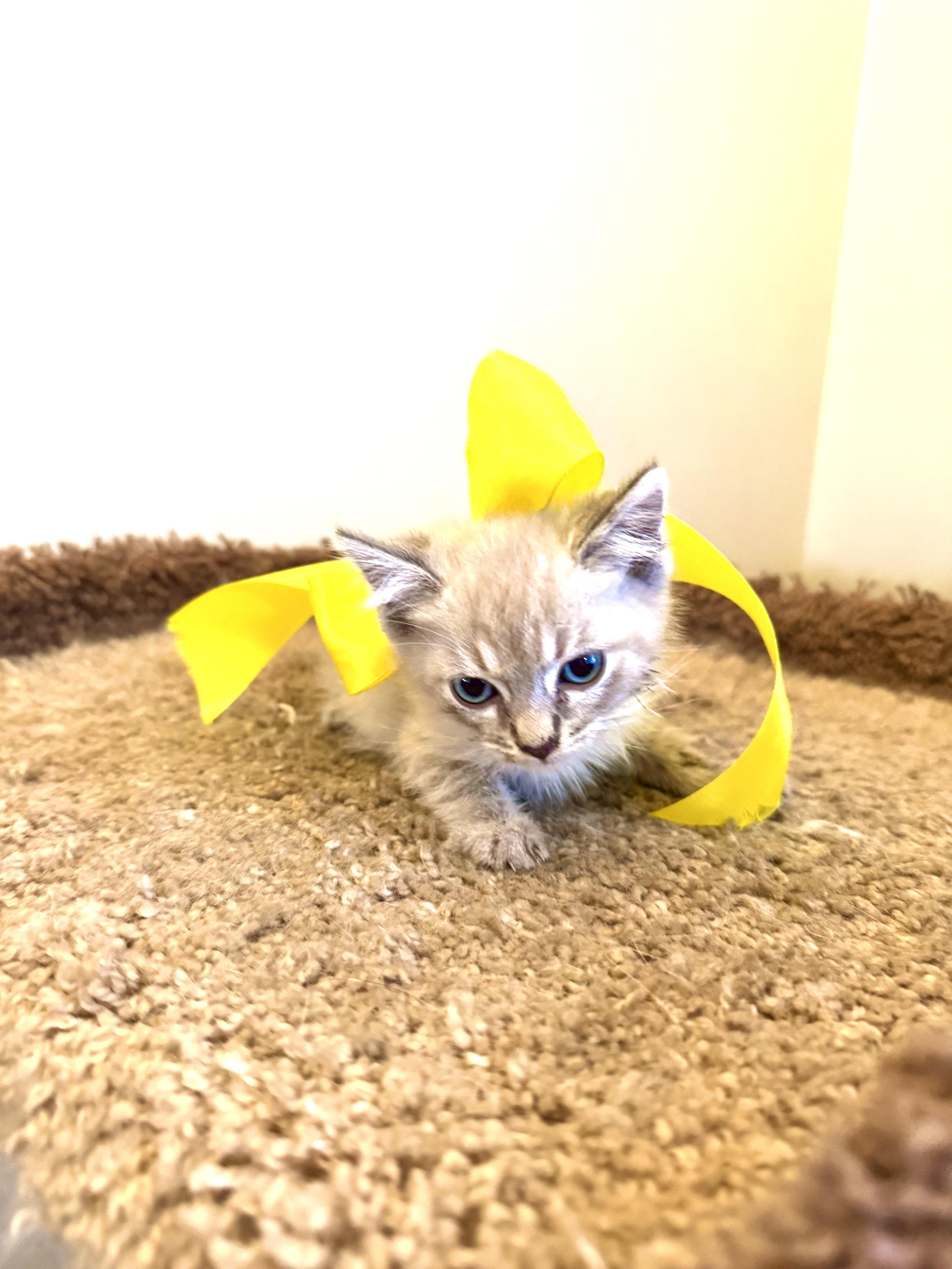 Enlarge BENY, a Adopted Birman in Nogales, SON image 5/6