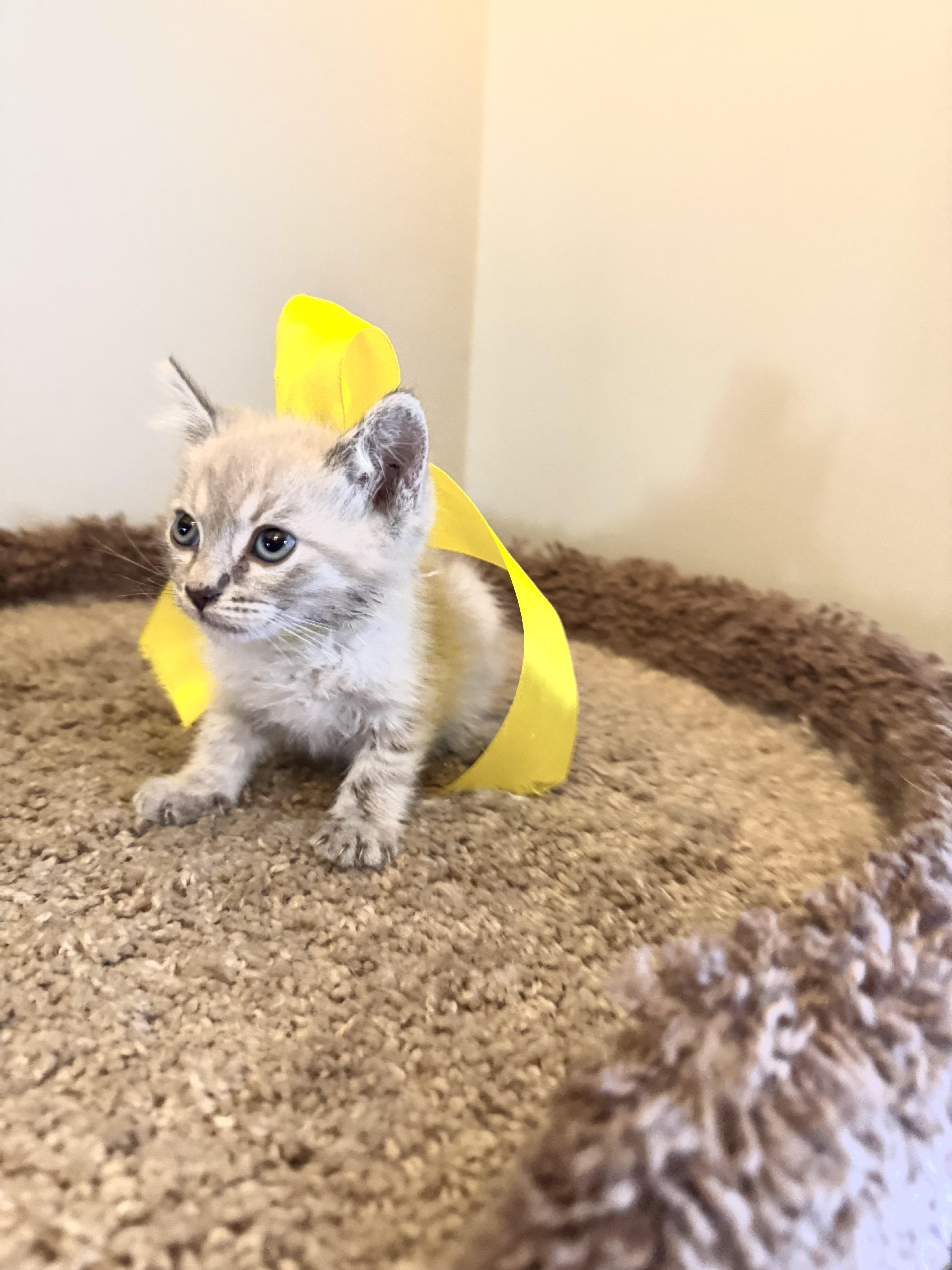 Enlarge BENY, a Adopted Birman in Nogales, SON image 6/6