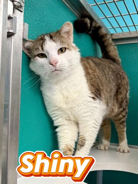 shiny, adopted, Adult Female Domestic Short Hair.