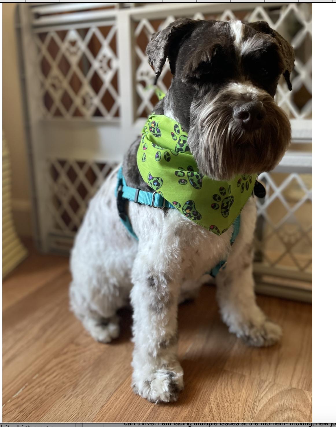 Enlarge Chuckie, a ADOPTABLE Miniature Schnauzer in Glendale, NY image 3/4