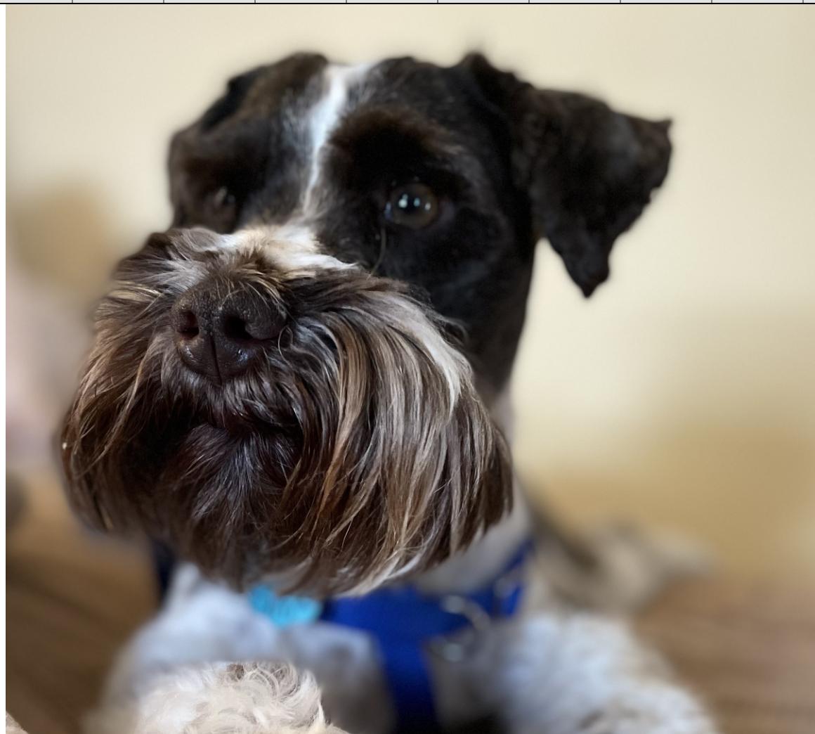 Enlarge Chuckie, a ADOPTABLE Miniature Schnauzer in Glendale, NY image 2/4